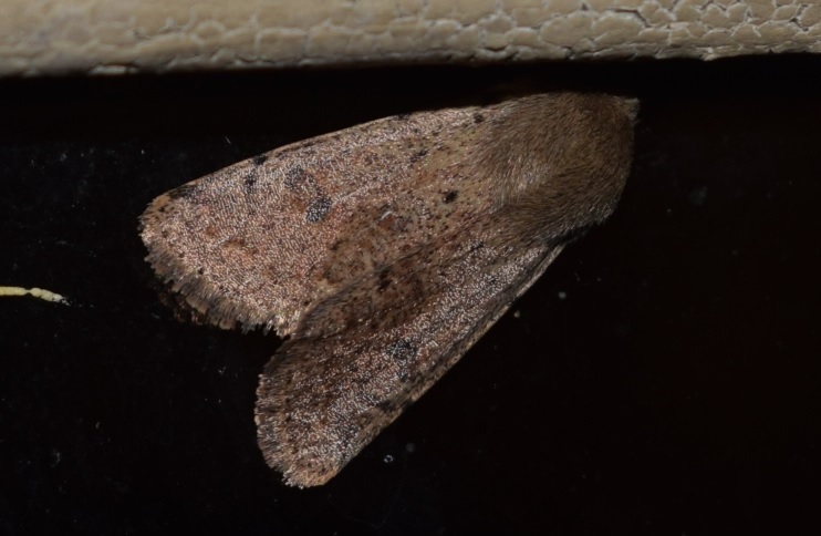 Orthosia cruda (Noctuidae)?  S !